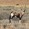 Gemsbok  (Orix)