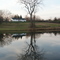 American Elm Tree