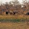 mudumu national park, namibia