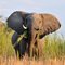 elephant along Kwando River
