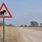watch for elephants