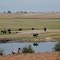 Elephants and the beauty of Chobe NP - Botswana