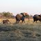 Caprivi - Namibia