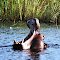 Kwando River: Hippo