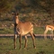 Hartmann's Mountain Zebra