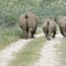 White Rhino