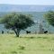 Gnus at Mount Etjo