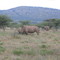 Rhino