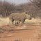 Rhino with baby Mount Etjo