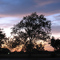 Tree at Sunset