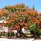 Baobab