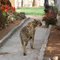 il micio   (Otjitotongwe cheetah lodge  casa dei proprietari)