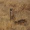 i fratelli selvatici! Otjitotongwe cheetah lodge