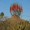 Aloe hereroensis