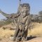 Tikoloshe Root/Wood Carving