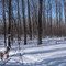 Beaver Brook Ski Trail 002