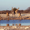 Giraffe drinking at Klein Namutoni