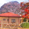 kräftige Farben des Jacaranda- und Flamboyantbaums
