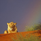 Sous la pluie du Kalahari
