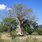 Baobab Tree