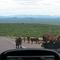 Cows near Ruacana