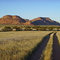 bloomy desert near Mowani Mountain Camp [ May / 2006]