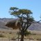 Weaver Nest on the Road to Sesriem