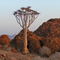 Aloe dichotoma