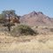 Namib nature reserve- nid de républicains sociaux dans un acacia- social weaver nest located in a acacia tree