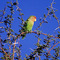 Inseparables (Rosey-faced Lovebirds) à Solitaire