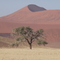 Namibia - Dune