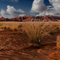 in the namib desert