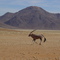 Antelope near Wolwedans