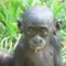 bonobo baby Lolo Ya Bonobo sanctuary