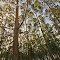 Evening sun seen from a Eucalyptus plantation.