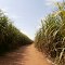 Plantattions de canne à sucre -
