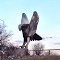 Hawk Statue On University Of Iowa Campus