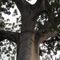 RDC, Nord-Equateur, Ceiba pentandra