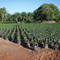 Pépinière Plantation PHC  YALINGIMBA