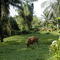 Landscape around Kisangani
