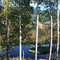 May's pond, filtered through aspens.