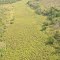Aerial View of the Vegetation, Gangala na Bodio Hunting Reserve