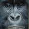 2009 - Congo - Gorilla di Montagna
