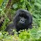Virunga NP.