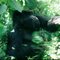 Moutain Gorilla, Zaire