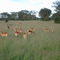 Grassland Gazelles