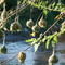 Weaver Nests on the Congo Border
