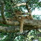 Ishaka Tree Climbing Lion