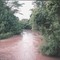 Queen Elizabeth N.P. Ishasha River, left bank is Congo, right bank is Uganda