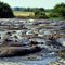 Hippopotames avant les guerres .fg